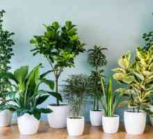 Vrste biljnih biljaka. Imena, uzgoj i skrb