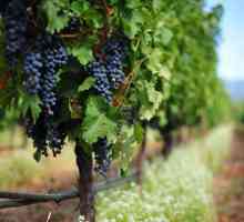Vrste vina Shavron i njegovoj povijesti