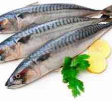 Recept za skuše u gorušica: upute za odabir ribe i soljenja