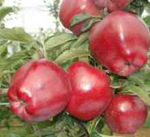 Red Chiff - snovi jabuka