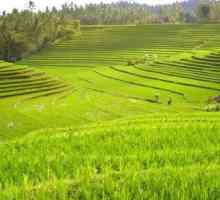 Rice polje. Tehnologija uzgoja riže