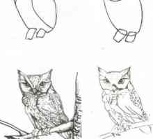 Crtanje životinja u fazi s olovkom. Kako naučiti kako nacrtati životinje u fazama?