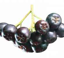 Rowan crna je jedna od najkorisnijih plodova!