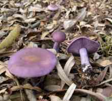 Striderovka ljubičasta: jestiva ili otrovna gljiva?
