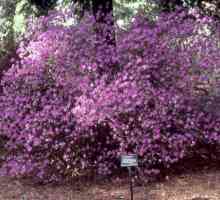 Rhododendron Daursky: opis, sadnja i njegu