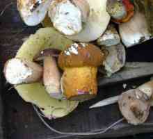 Ruski Klondike, gdje rastu gljive: Primorsky Krai