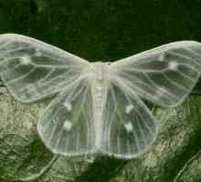 Leptir leptira: elegantna proboscis