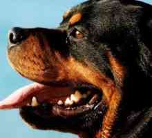 Rottweiler: karakter, njega i trening