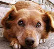 Royal Canin Gastro Intestinal - hrana za posebnu prehranu