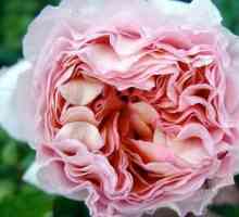 Rose Abraham Derby - pravi ukras cvjetnih vrtova
