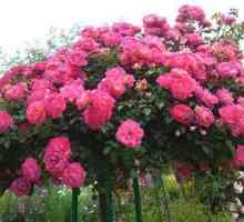 Rose-tree (stabljika rose): opis sorti, njegu, fotografiju