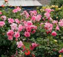 Ruža floribunda: opis, značajke sadnje i njege