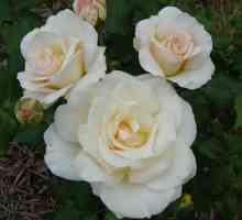 Rose je francuski. Vrtne ruže - sorte, kultiviranje, njegu