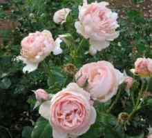 Rose Heritage - aristokrat s engleskim korijenima