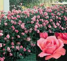 Rose Queen Elizabeth: kraljica vrta