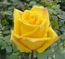Rose Mohana - lijepi cvjetovi