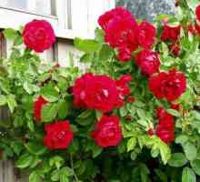Rose flattentant: vrline, osobitosti uzgoja