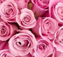 Ružičasta ruža i njezin simbolizam