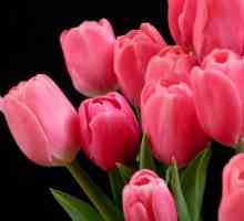 Ružičasti tulipan - nježni i izuzetni cvijet