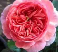 Ruže Chippendale: opis sorte i osobitosti uzgoja.