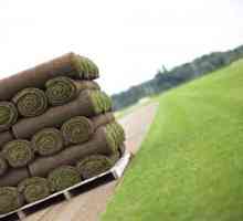Roll travnjak - recenzije. Kako postaviti travnjak? Travnjaci za travnjak