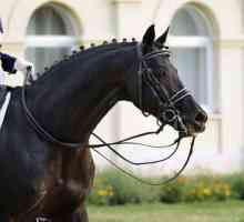 Ruska konjska pasmina konja: opis, karakteristike, povijest pasmine. Sportski konji