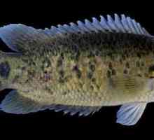 Anabas riba: opis, značajke i prednosti za ljude
