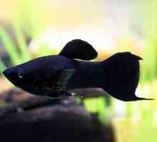 Crna riba: fotografija i opis najpopularnijih stanovnika akvarija