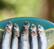 Hamsa riba: unos kalorija i kuhanje recepata