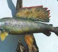 Grayling riba: opis i stanište