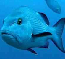 Riba Luciana: opis, značajke