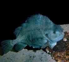 Riba Pinagoras i njegove osobine