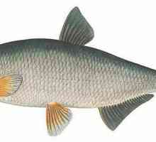 Riba riba: opis, razvoj, zanimljive činjenice i stanište