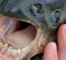 Riba s ljudskim zubima. Neobična riba svijeta - fotografija