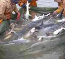 Рыбалка в Астрахани в мае - настоящий праздник для любителей лова
