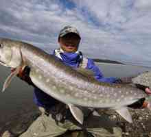 Ribolov u Sibiru: Značajke i pogodnosti