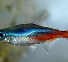 Neonska riba: njegu i održavanje. Neonski akvarij: kompatibilnost ribe
