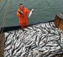 Ribarska industrija. Ribarska flota. Poduzeća za preradu ribe. Federalni zakon o ribarstvu i…
