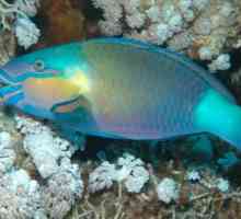 Ribe Crvenog mora: opis i značajke. Flora i fauna Crvenog mora
