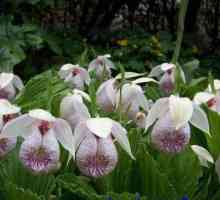 Vrtna orhideja: vrsta, sadnja, briga, osobitosti uzgoja