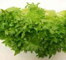 Salata Frillis: opis i značajke uzgoja