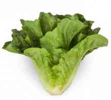 Salata `Zelena `. Priprema ukusnih salata (recepata)