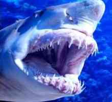 Je li najveći morski pas predator ili ne?