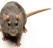 Самая большая крыса в мире: победитель по весу и победитель по размерам