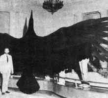 Najveća ptica iz prošlosti i sadašnjosti