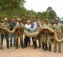 Najveća zmija na svijetu. anakonda