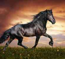 Najbrži konj na svijetu: moć koja nije podložna čovjeku