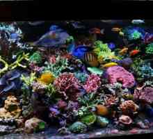 Najljepša akvarijska riba (fotografija)