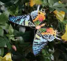 Najljepši leptir. Ime najljepšeg leptira na svijetu