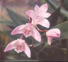 Najljepši orhideja: opis
